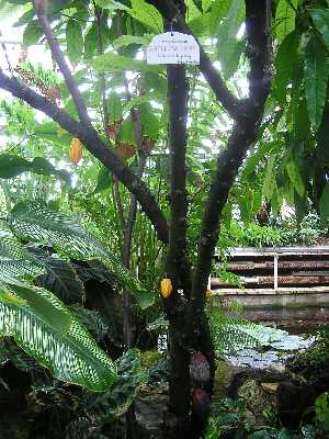 The cacao plant