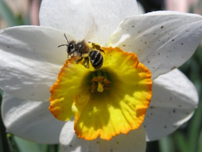 Včielka na narcise