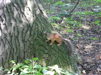 Veverička uteká na strom