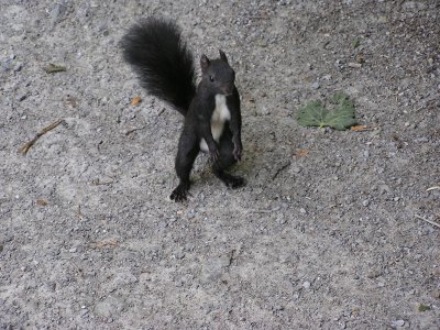 Takto si veverička pýta jesť