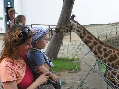 At giraffe